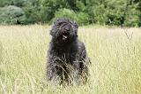BOUVIER DES FLANDRES 032